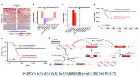 环状DNA_4