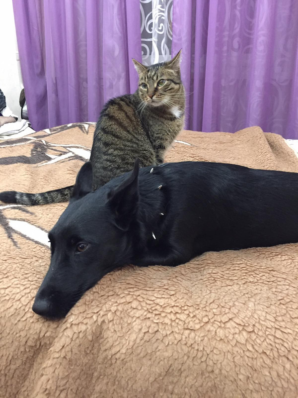 IMG-454eaa6d2b87216bbfb657c3eaa2182a-V