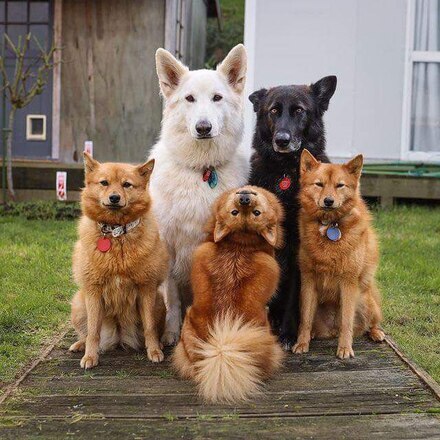 Christmas-dog-clown-family-photo