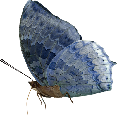 kit-bleu-papillon