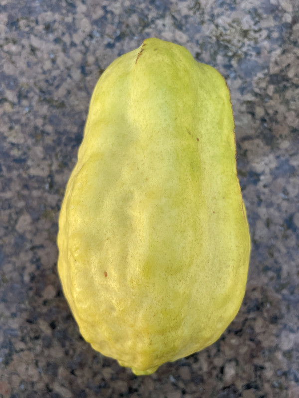 Guava Pak Larkana 2024-01-13 (01)