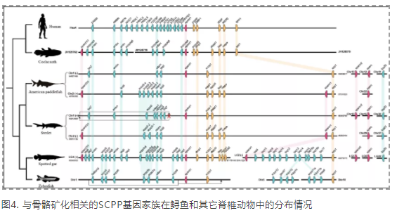 Molecular Biology and Evolution发布匙吻鲟基因组染色体图谱-4.png