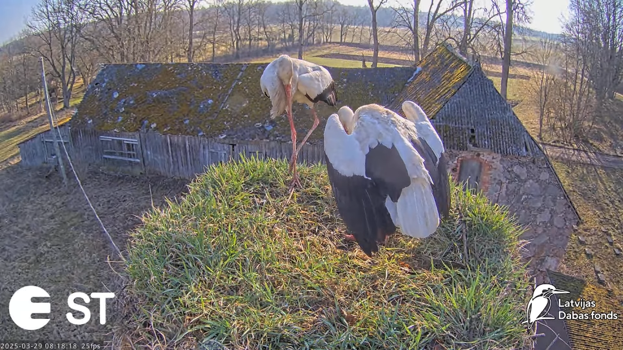 (19) Baltie stārķi (Ciconia ciconia) Tukuma novadā __ White storks in Tukums, Latvia - YouTube - 718