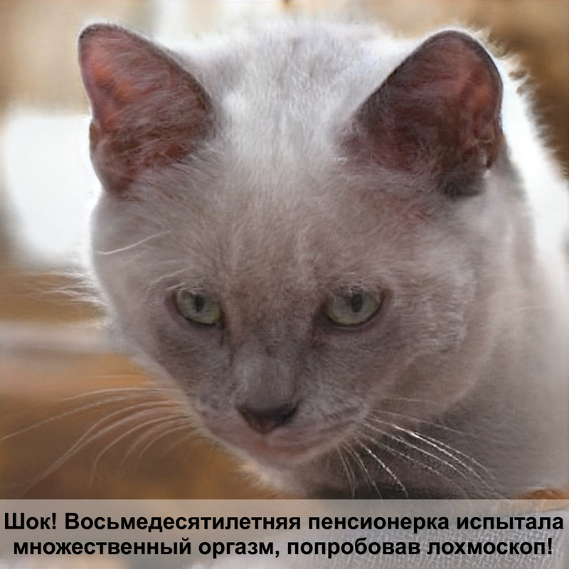 самая крупная кошка домашняя