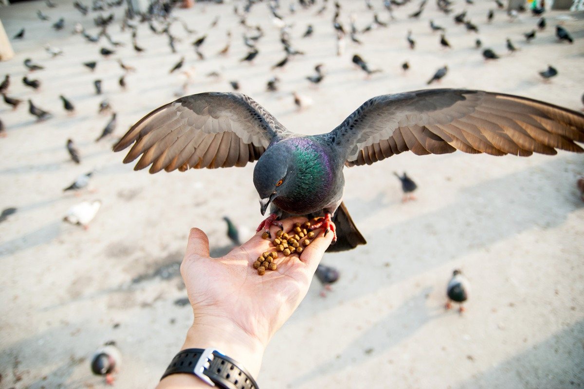 Feeding Pigeons Can Get You Fined