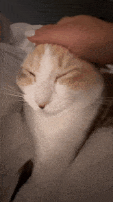 panko-cat.gif