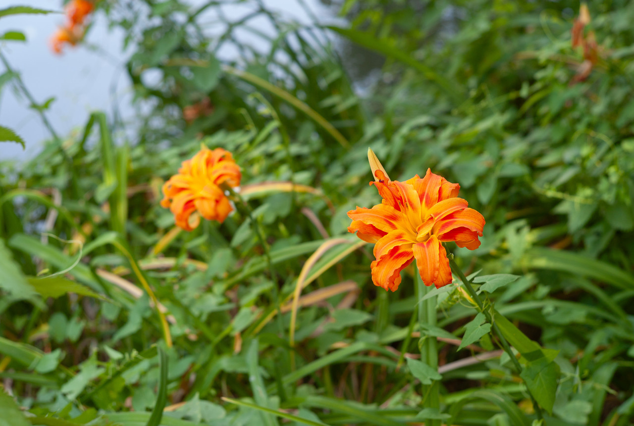 Leica M8 LR 1091745