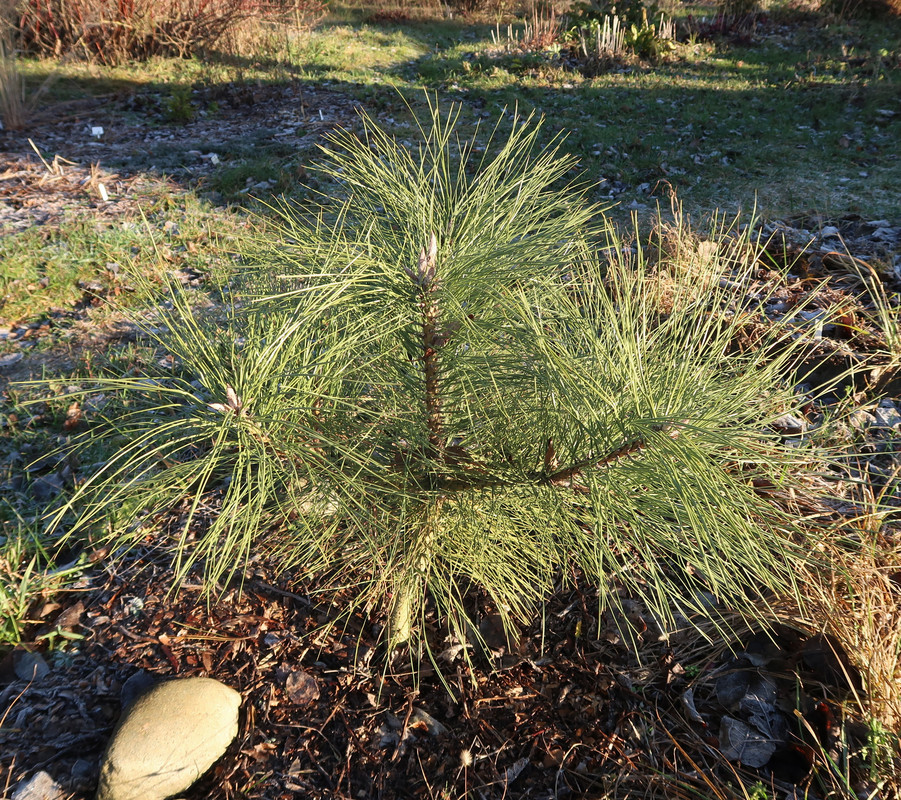 Pinus ponderosa