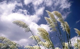 Thơ Nguyễn Thành Sáng - Page 89 Wind-Breeze-Landscapes-Nature-Plant-Grass-Straw-Gr-9497