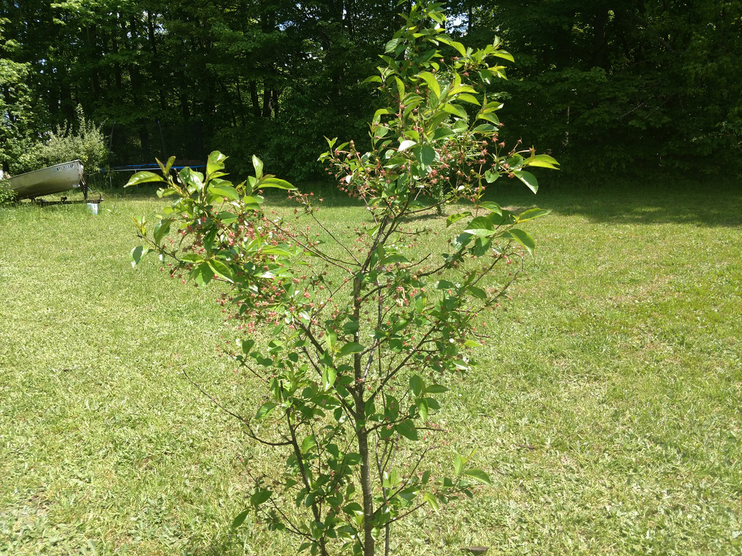 IMG_20190527_123531587