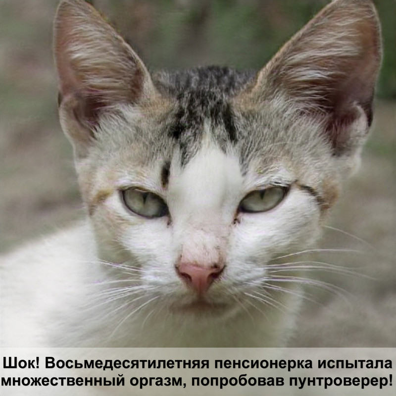 самая большая кошка россии