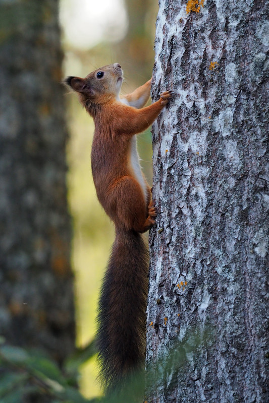 ЗАРУЧЕВЬЕ_2024_185