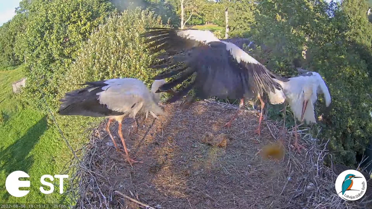 Baltie stārķi (Ciconia ciconia) Tukuma novadā - LDF tiešraide __ White storks in Tukums, Latvia 15-8