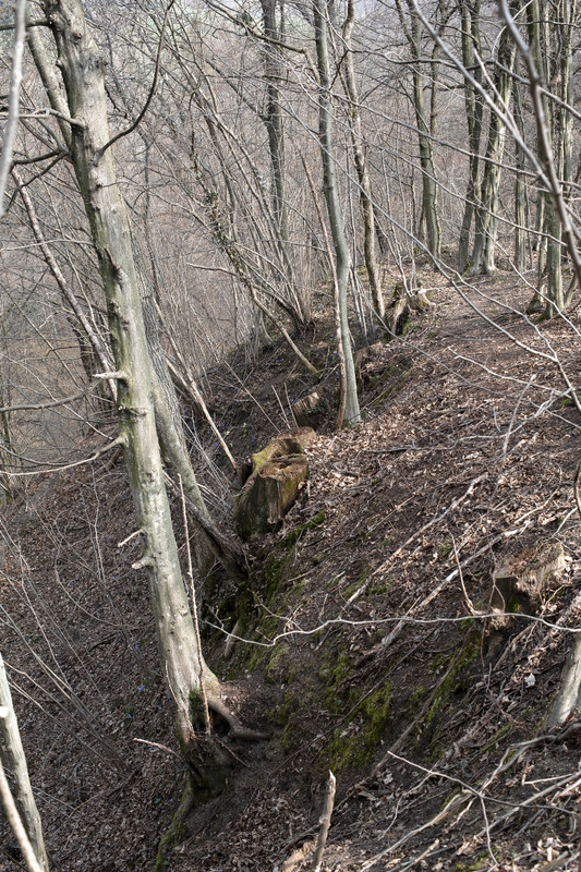 Nikon D700_15mar2022_25 (852x1280)