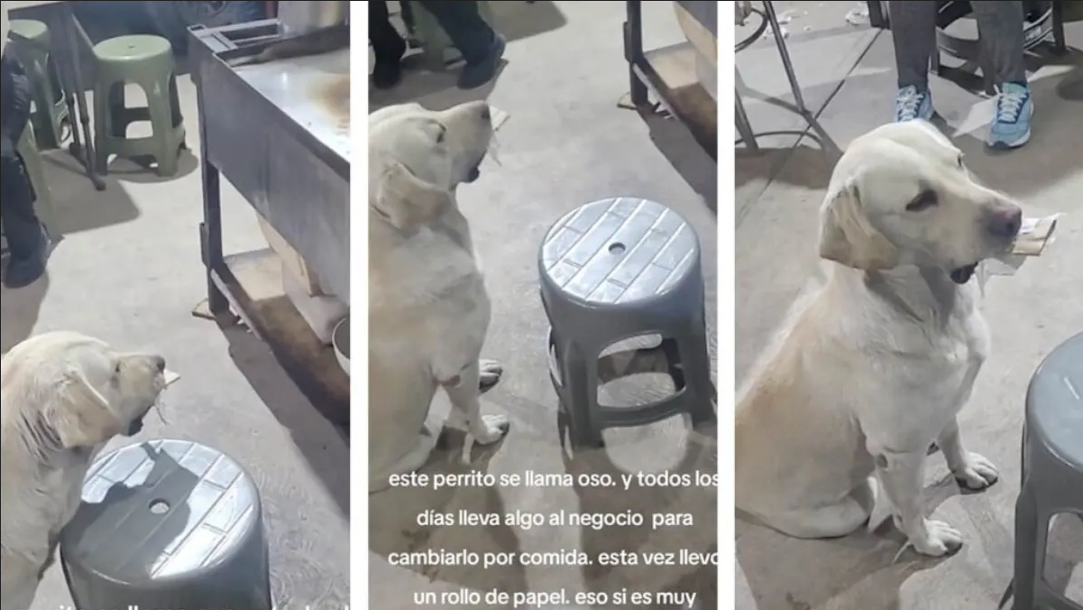 Perrito cambia cosas por gorditas en un puesto de comida y se hace viral