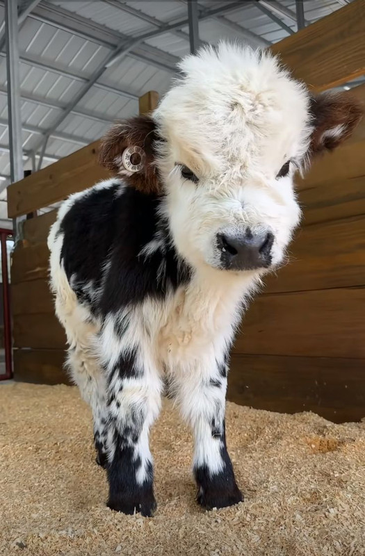 Funny Farm