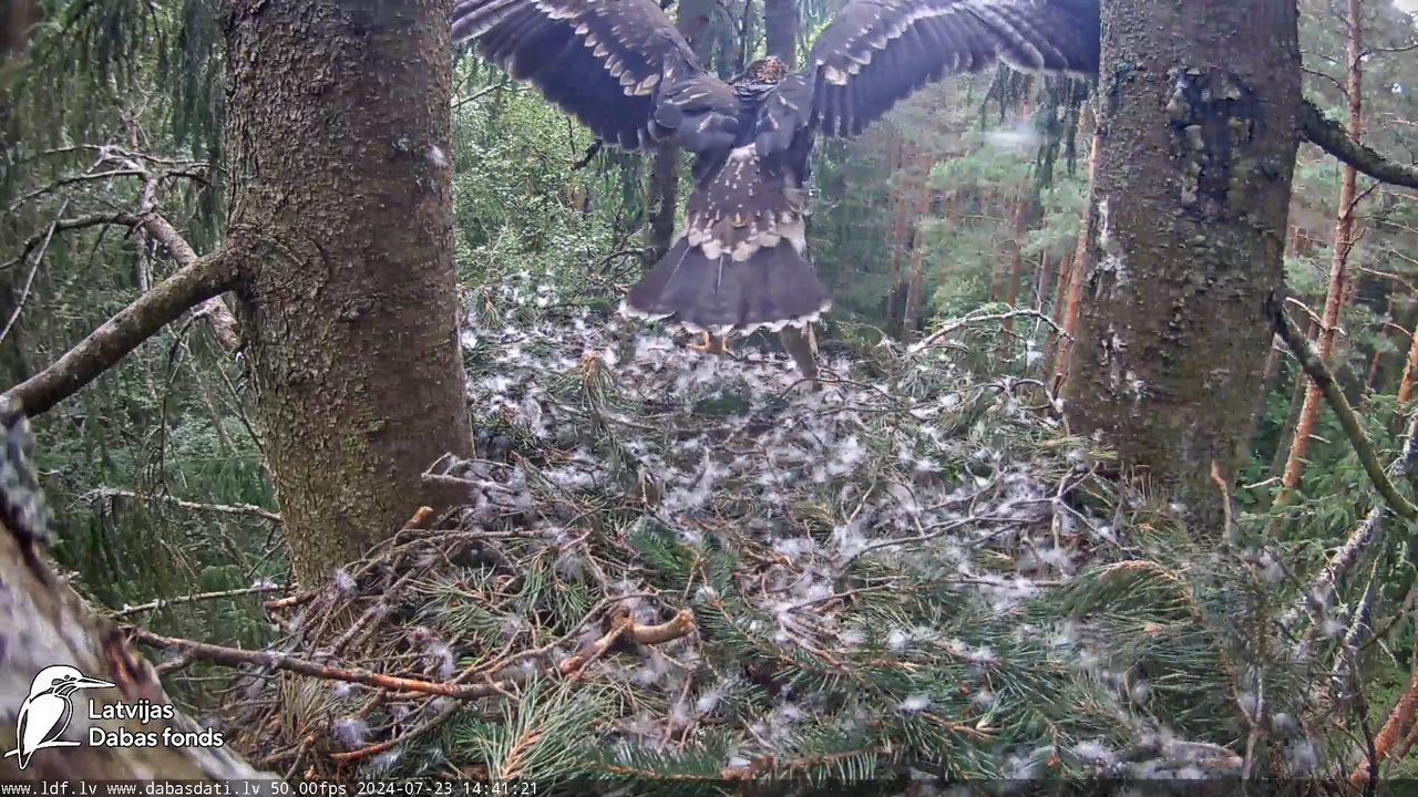 Mazais ērglis (Clanga pomarina), ligzda eglē __ Lesser spotted eagle in spruce, Zemgale, Latvia 16-7