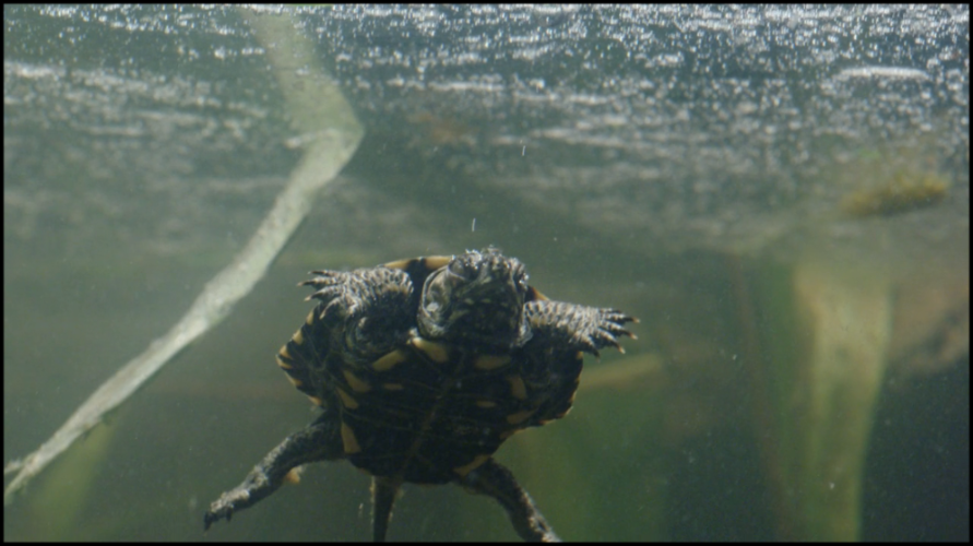 [Image: 88syercld6z2.png]