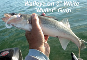 [Image: WALLEYE-ON-GULP.jpg]
