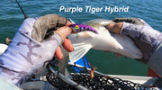 [Image: PURPKE-TIGER-HYBRID.jpg]