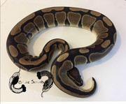 Castor (M;2018 Normal [het pied?])