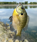 [Image: Newton-Bluegill.jpg]