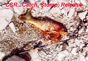 [Image: CARP-CATCH-RELEASE.jpg]