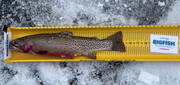 [Image: Cutthroat-Trout-15.jpg]