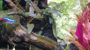 Cryptocoryne albida 'Brown'