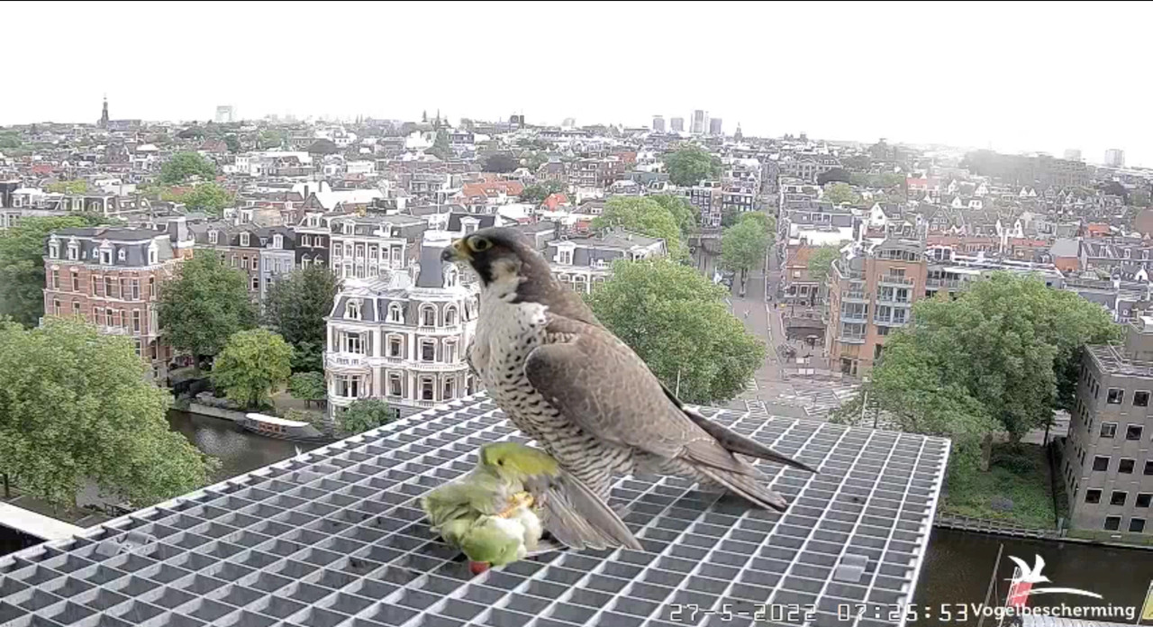 Amsterdam/Rijksmuseum screenshots © Beleef de Lente/Vogelbescherming Nederland - Pagina 9 Video-2022-05-27-072929-Moment-2