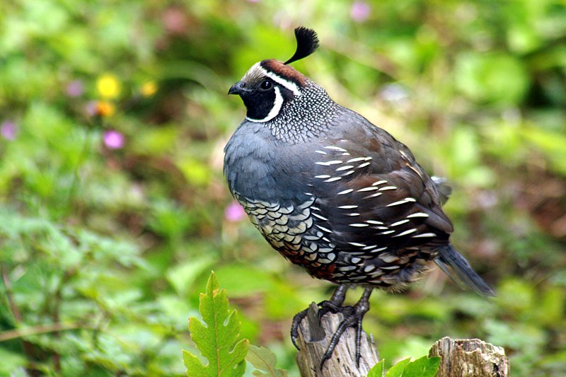 Exotic Birds Breeding California 2023