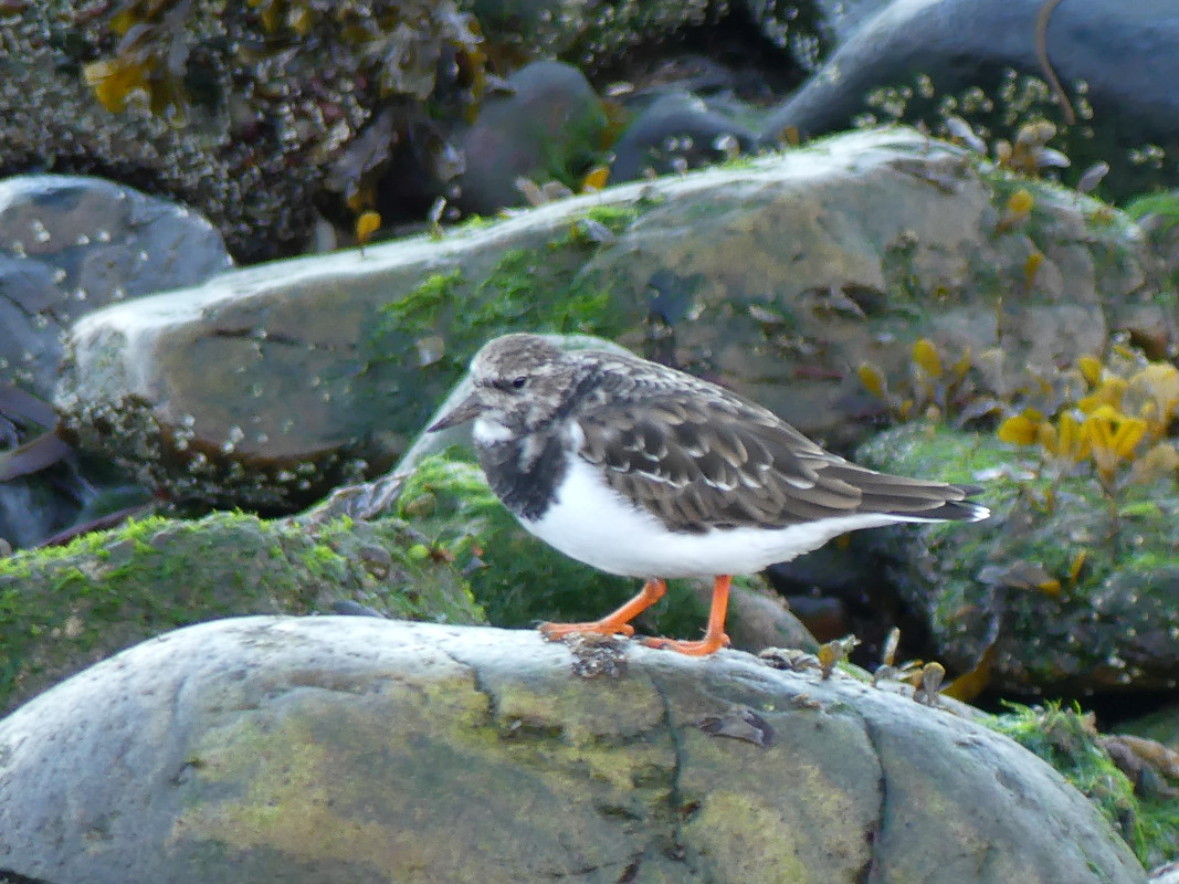 TURNSTONE 1