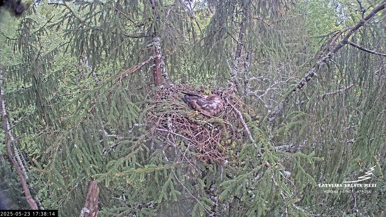 LVM mazais ērglis Lisiņa, egle2 – Lesser Spotted Eagle 13-41-4 screenshot
