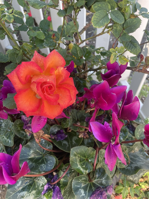 03FF04BD-B775-462F-9EFD-77ECA52C9942_1_105_c