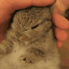 rabbit-bunny.gif