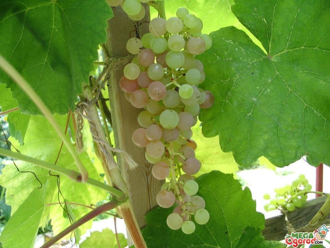 Какие преимущества и недостатки у морозоустойчивых сортов винограда