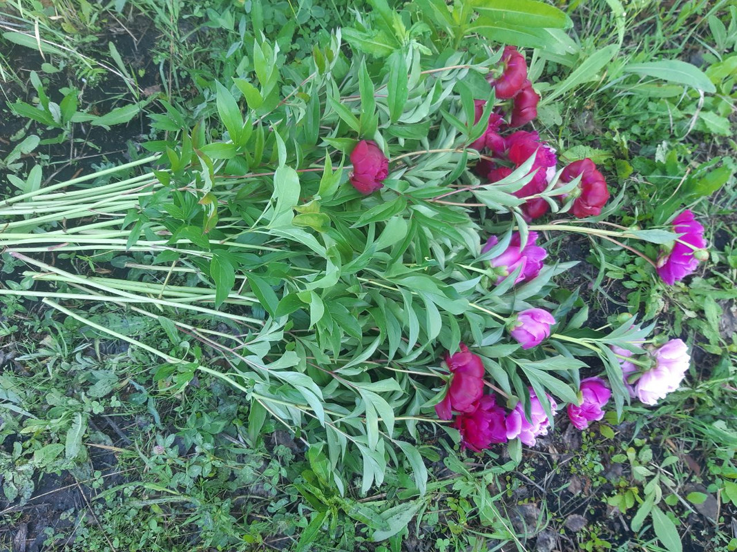 IMG_20231012_064202_948