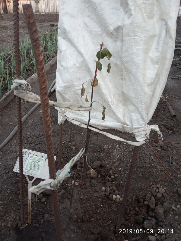 15574076576483274213381969958598