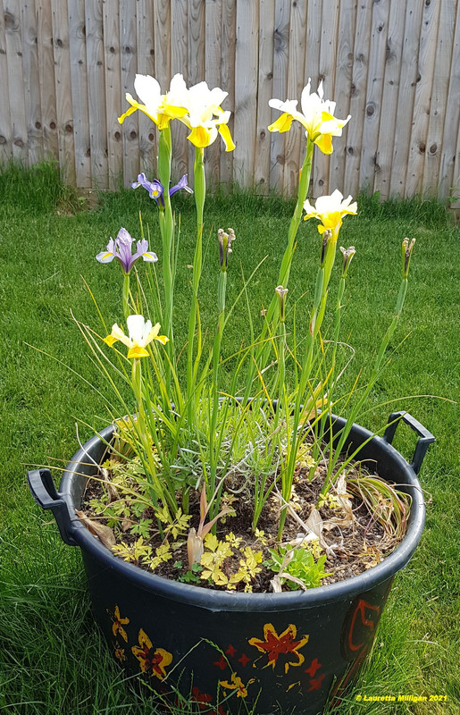 Blossoming 2