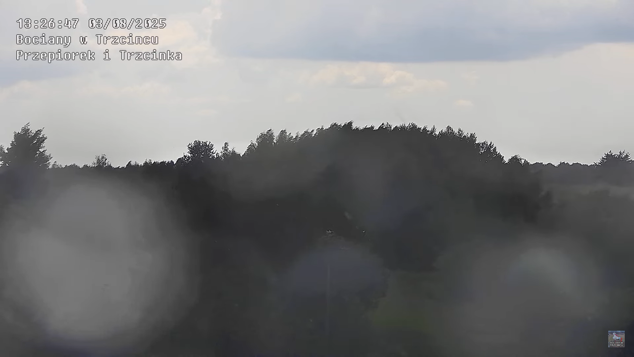 03082025bociany32