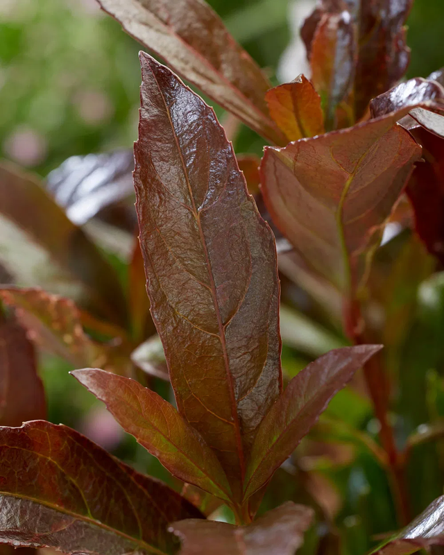 viobran01 Viburnum Coppertop Close up foliage — Postimages