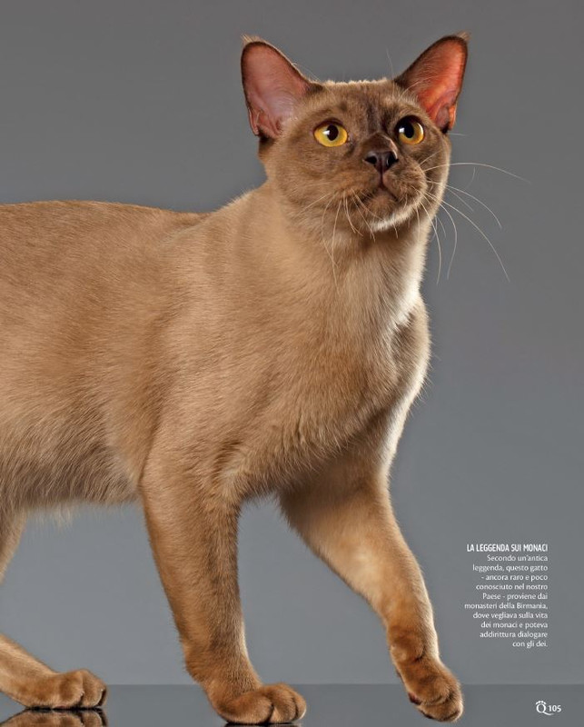 QuattroZampe Feb 2024 (10)