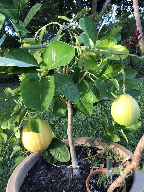 LemonPonderosa22018