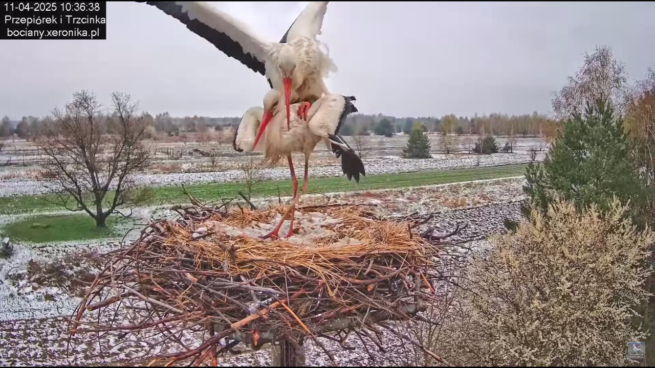 11042025bociany_15