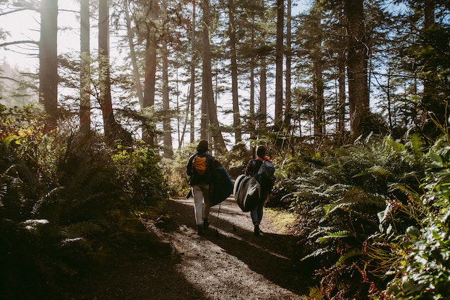 Forest Exploration