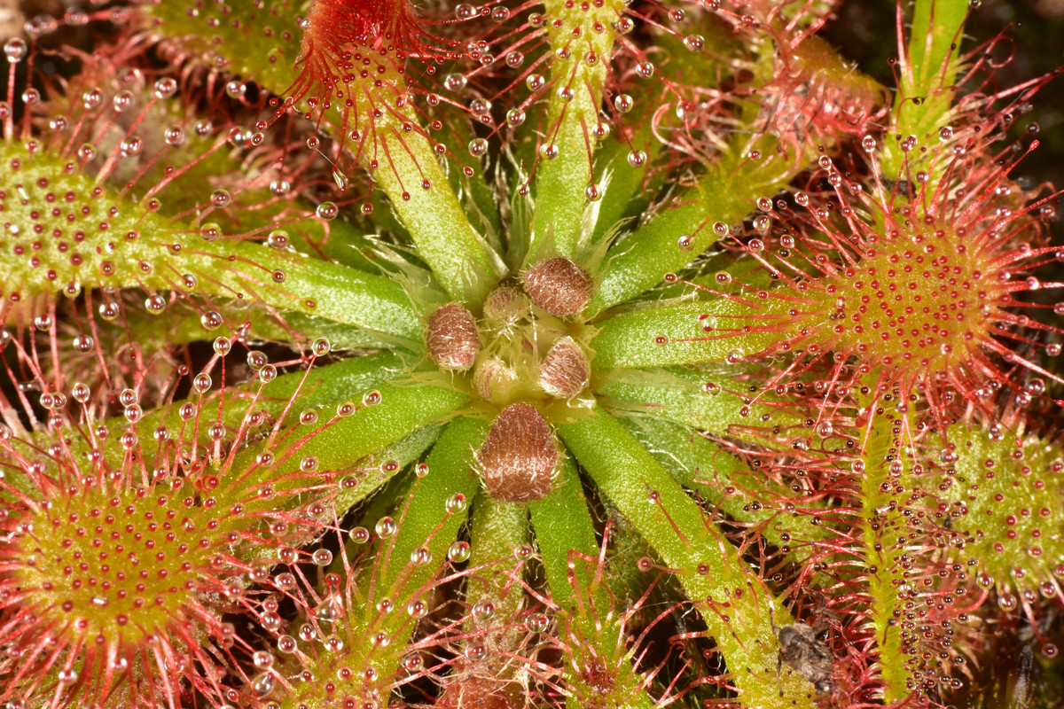 DSC_5575