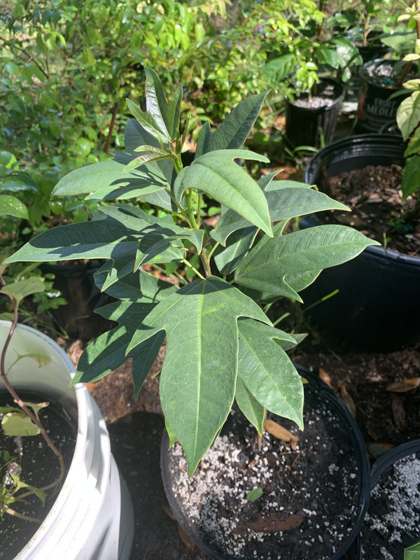 60033029-B449-4AC6-A6CB-430514A18551