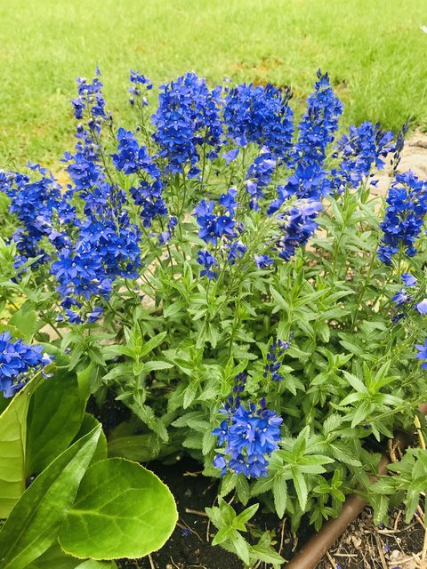 Veronica Austriaca-1