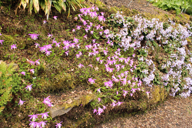 Pleione bulbocodioides (Franch.) Rolfe - BG Utre