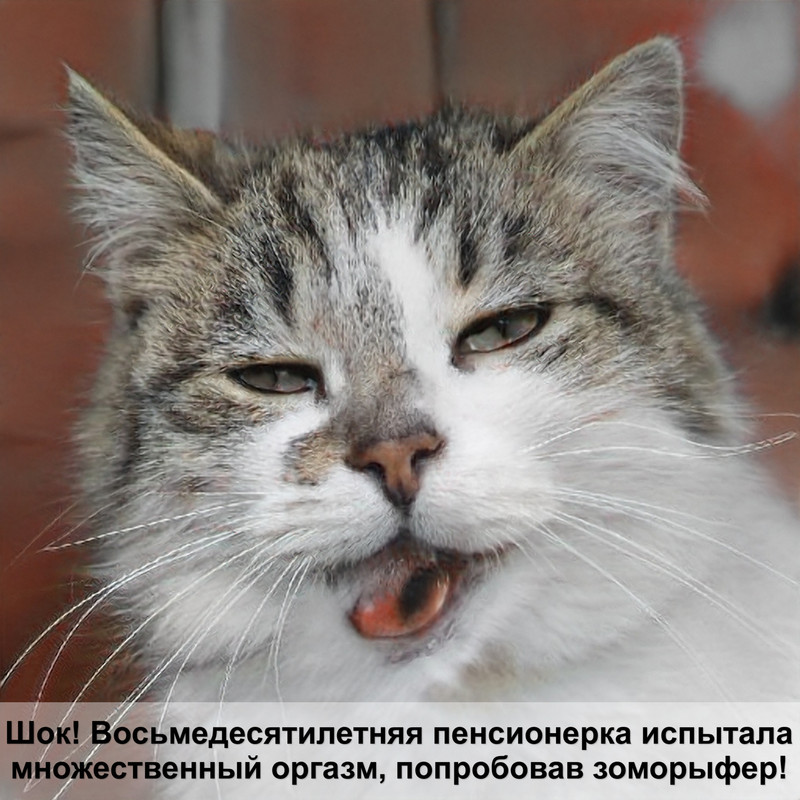 корм для кастрированных котов